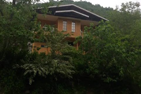 جنگلی دنج