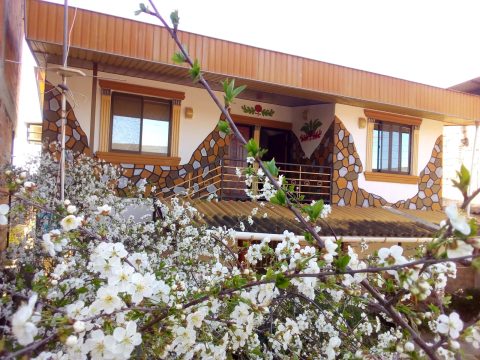 شقایق  جنگلی (2)